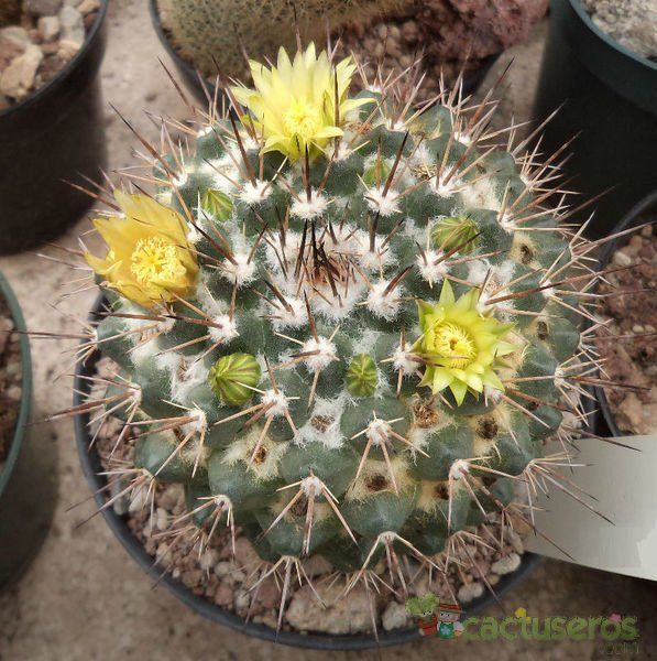 Una foto de Mammillaria petrophila