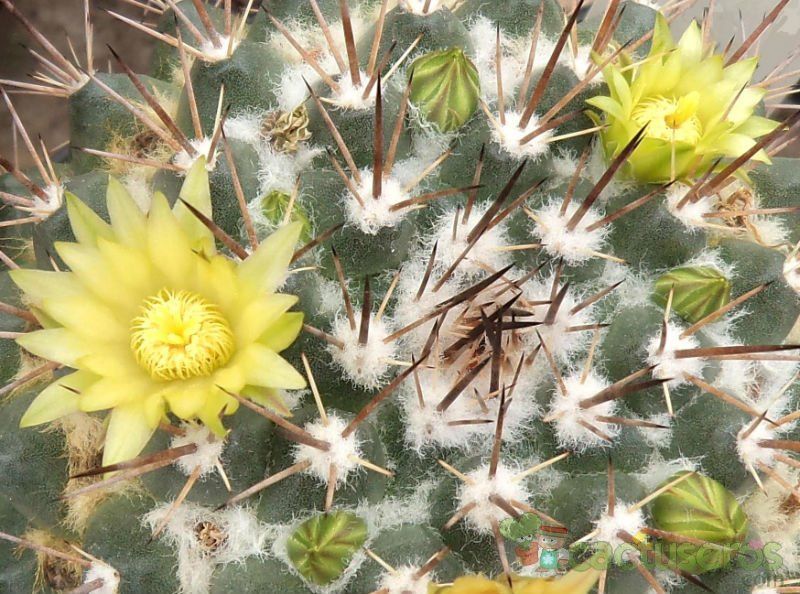 Una foto de Mammillaria petrophila