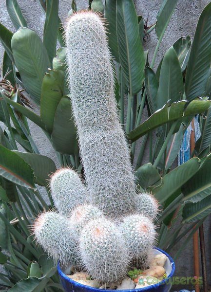 A photo of Mammillaria guerreronis