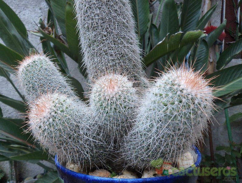 A photo of Mammillaria guerreronis