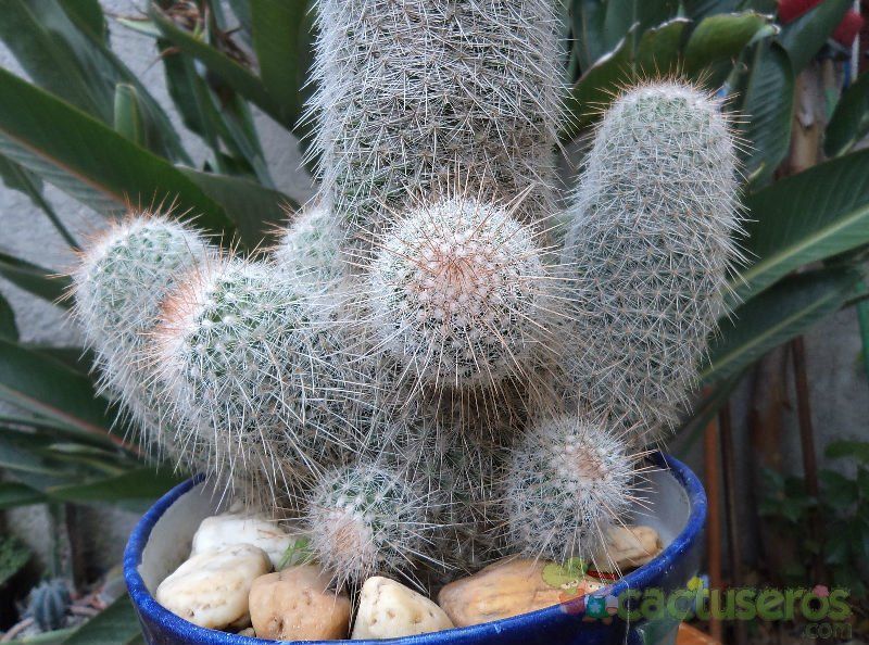 A photo of Mammillaria guerreronis