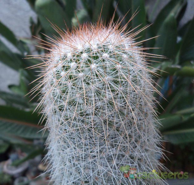 A photo of Mammillaria guerreronis