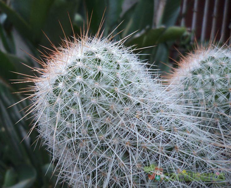 A photo of Mammillaria guerreronis
