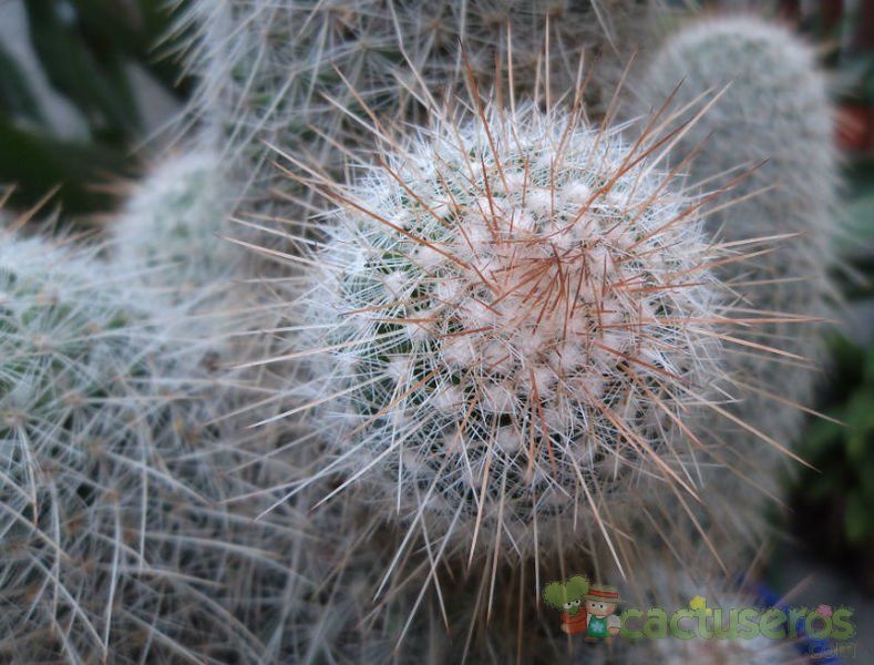 A photo of Mammillaria guerreronis