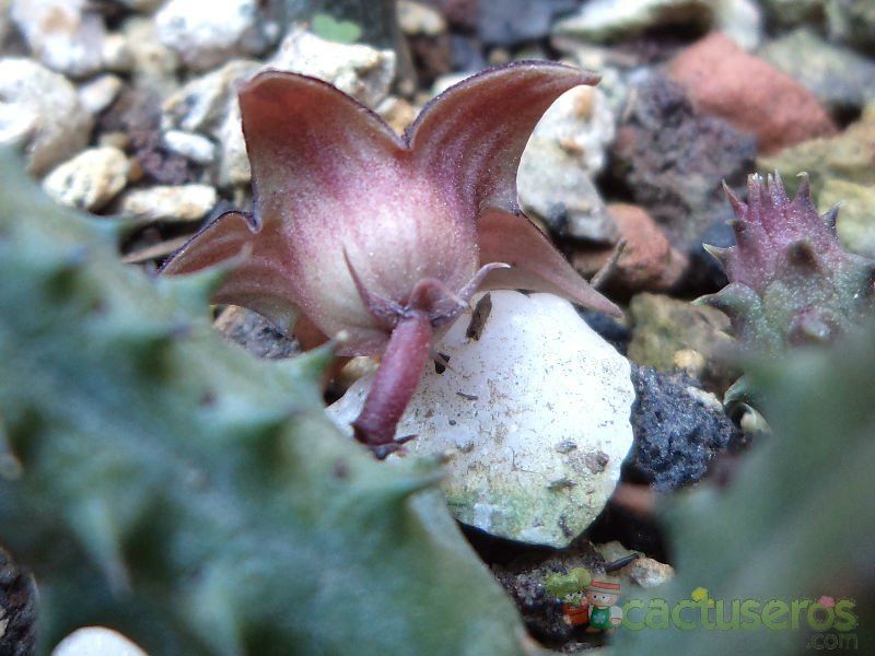 A photo of Huernia macrocarpa ssp. macrocarpa
