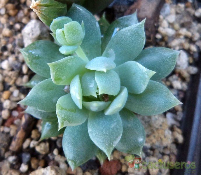 A photo of Graptopetalum macdougallii