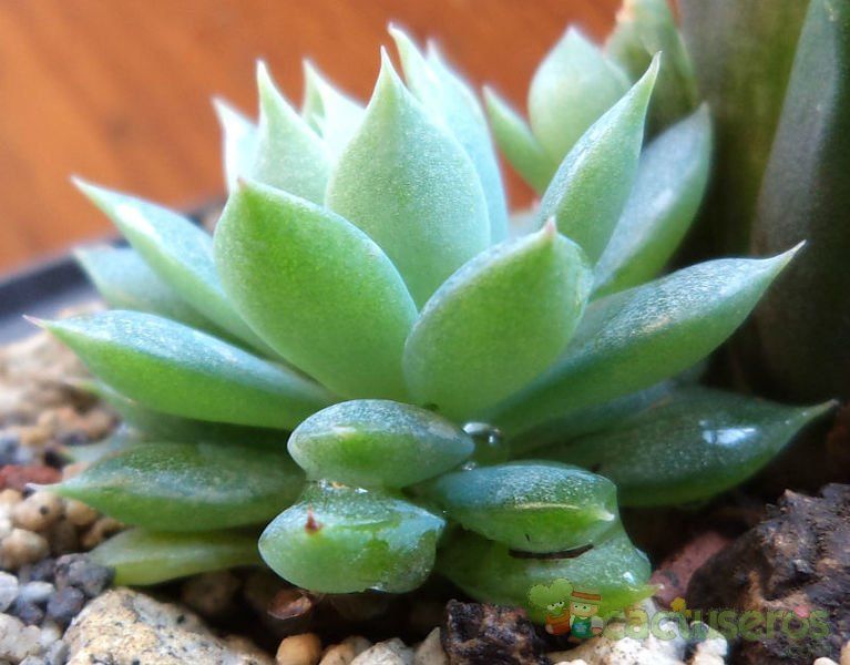 A photo of Graptopetalum macdougallii