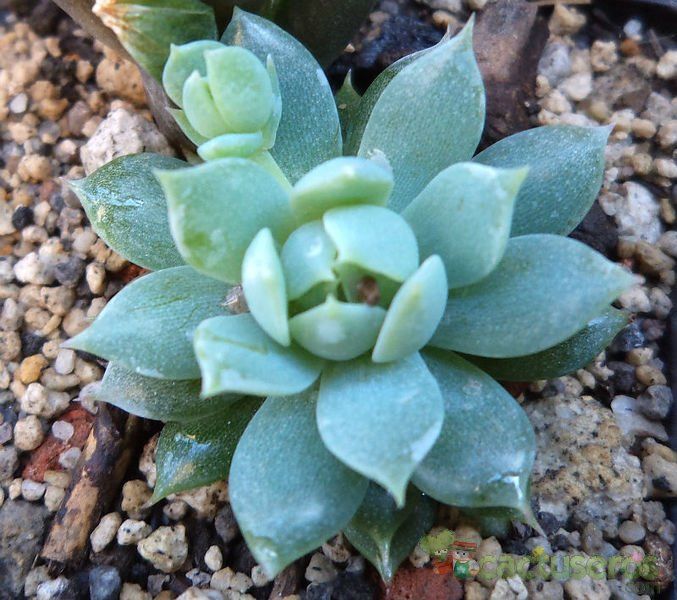 A photo of Graptopetalum macdougallii