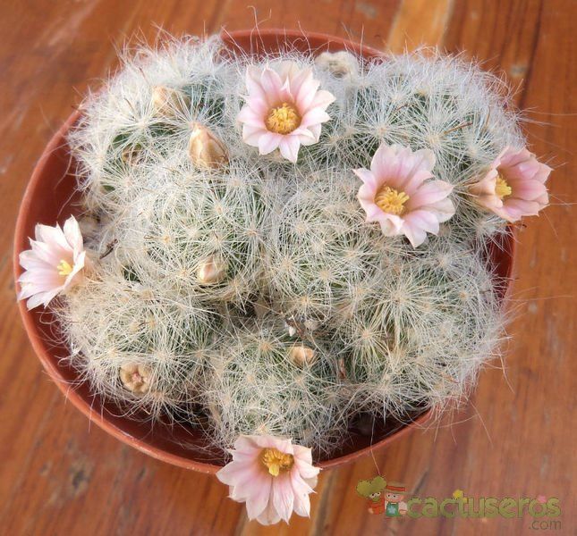 A photo of Mammillaria glassii ssp. ascensionis