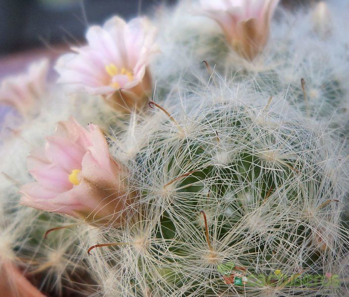 A photo of Mammillaria glassii ssp. ascensionis