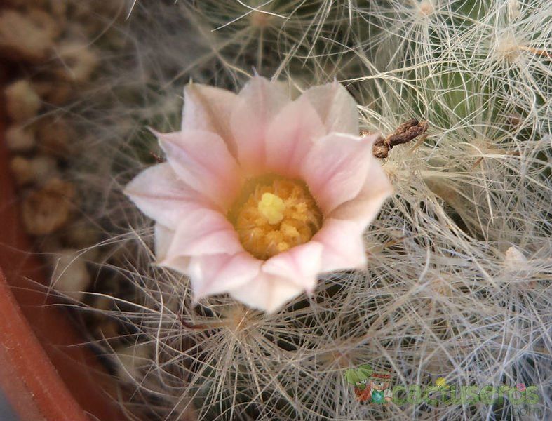 A photo of Mammillaria glassii ssp. ascensionis