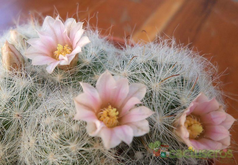 A photo of Mammillaria glassii ssp. ascensionis