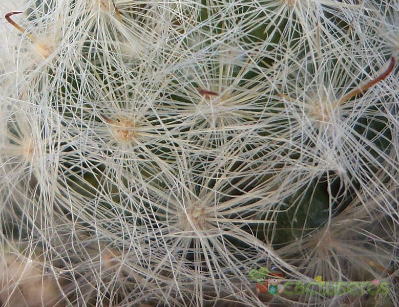 A photo of Mammillaria glassii ssp. ascensionis