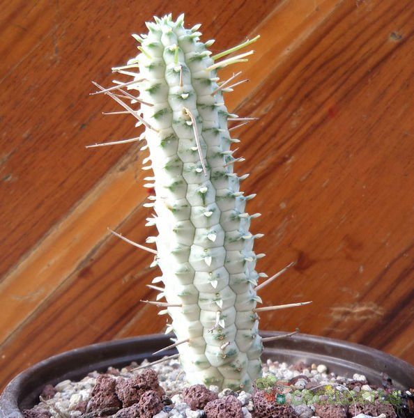 Una foto de Euphorbia mammillaris fma. variegada