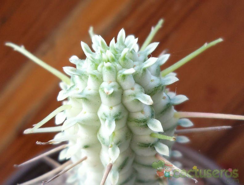 Una foto de Euphorbia mammillaris fma. variegada
