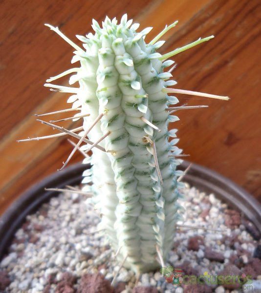 Una foto de Euphorbia mammillaris fma. variegada