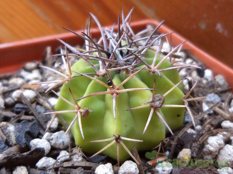 Una foto de Melocactus neryi