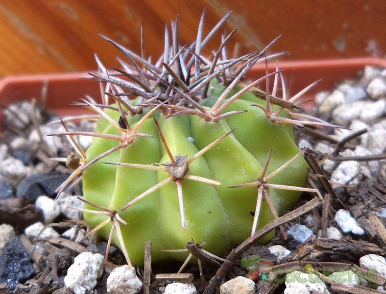 Una foto de Melocactus neryi