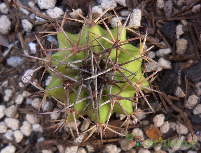 Una foto de Melocactus neryi