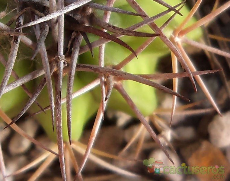 Una foto de Melocactus neryi