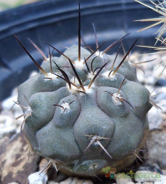 Una foto de Copiapoa longistaminea