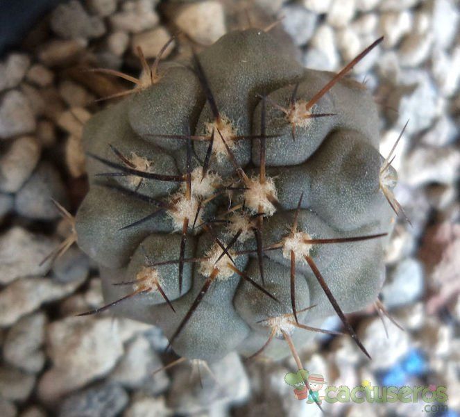 Una foto de Copiapoa longistaminea