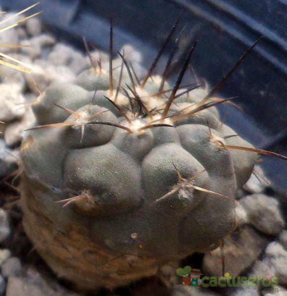 Una foto de Copiapoa longistaminea