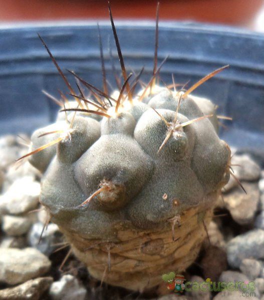 Una foto de Copiapoa longistaminea