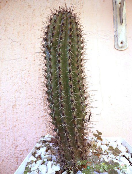 A photo of Stenocereus thurberi subsp. thurberi