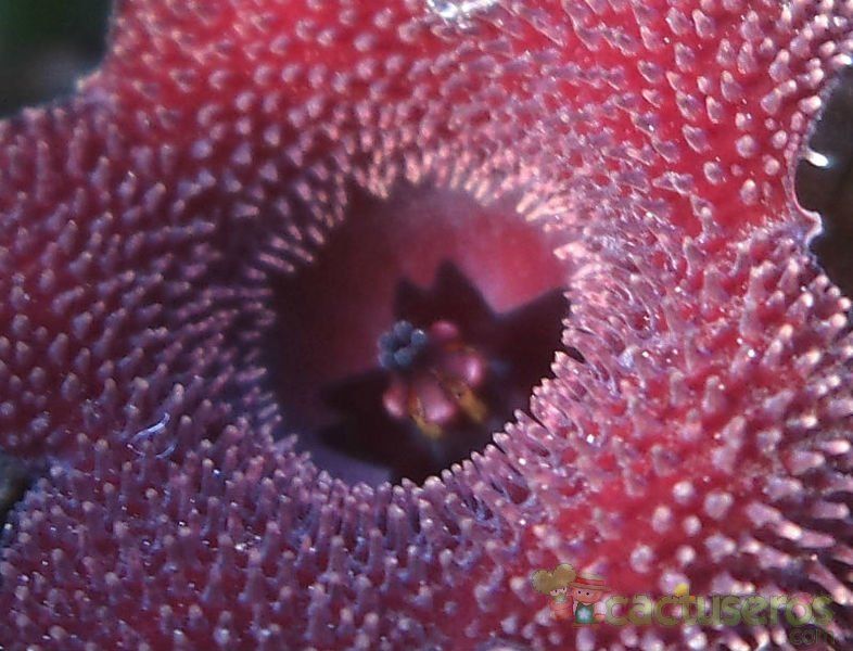 Una foto de Huernia echidnopsioides