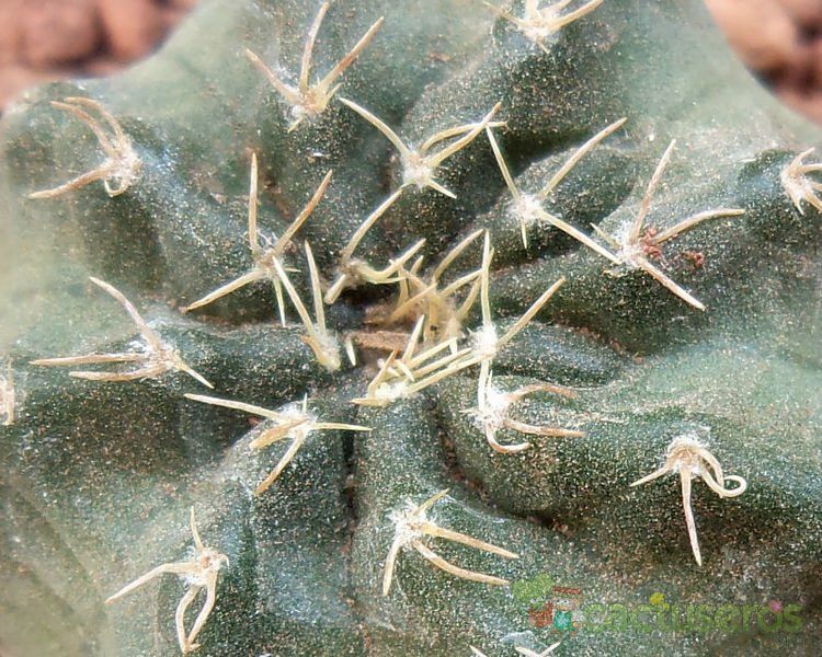 Una foto de Echinocereus pulchellus subsp. acanthosetus
