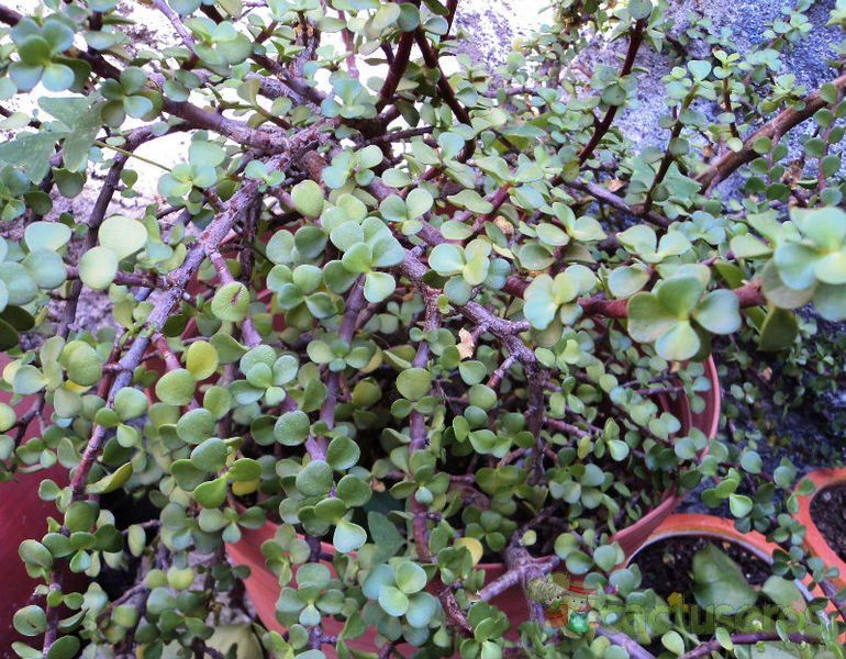A photo of Portulacaria afra