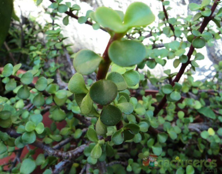A photo of Portulacaria afra