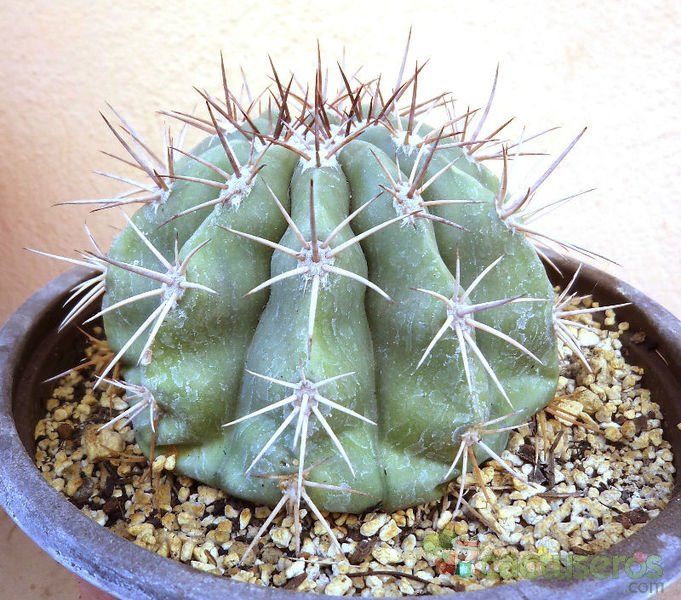 Una foto de Melocactus azureus