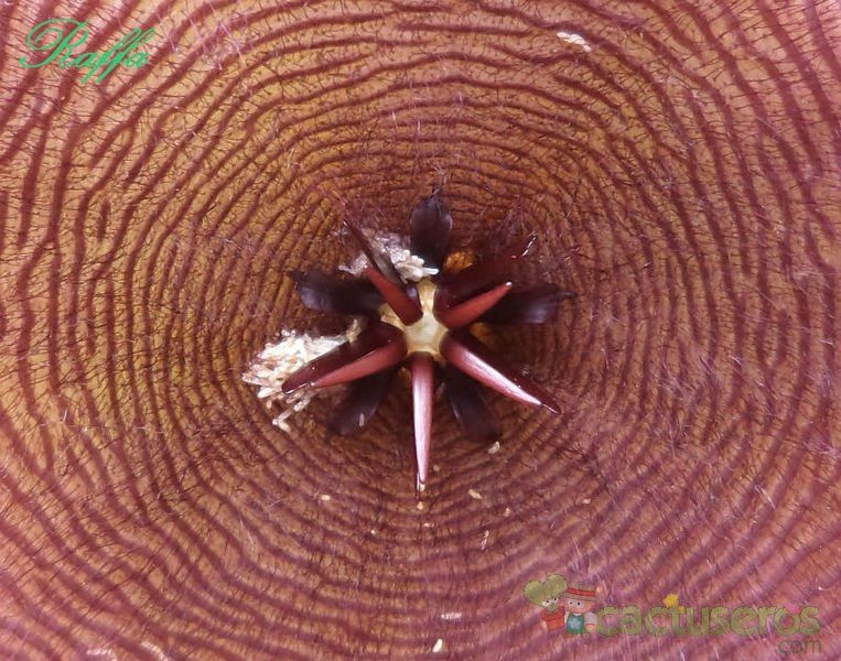 A photo of Stapelia grandiflora