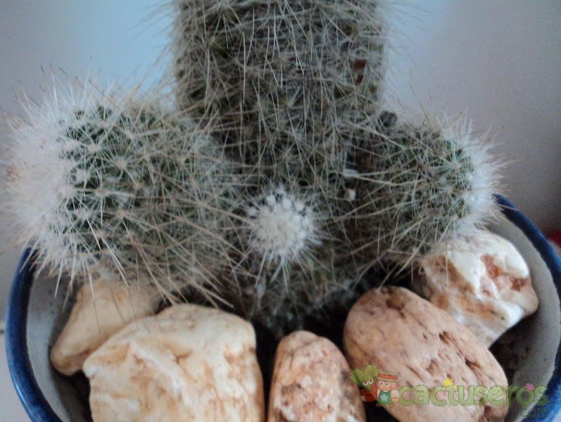 A photo of Mammillaria guerreronis