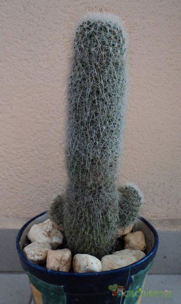 A photo of Mammillaria guerreronis