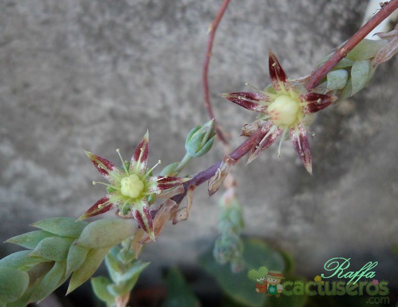 A photo of Graptopetalum macdougallii