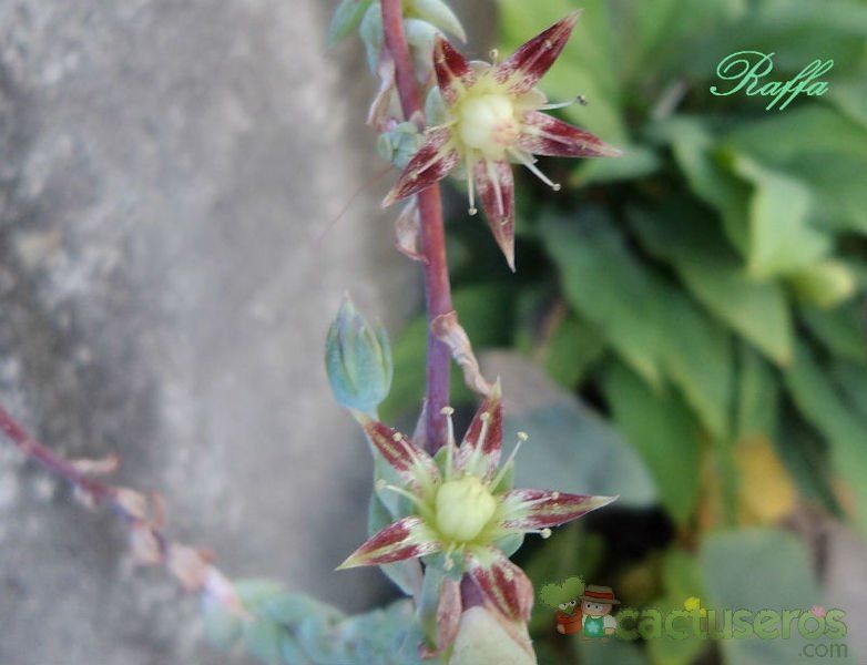 A photo of Graptopetalum macdougallii