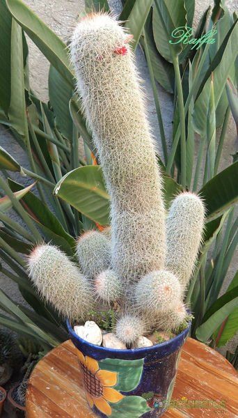 A photo of Mammillaria guerreronis