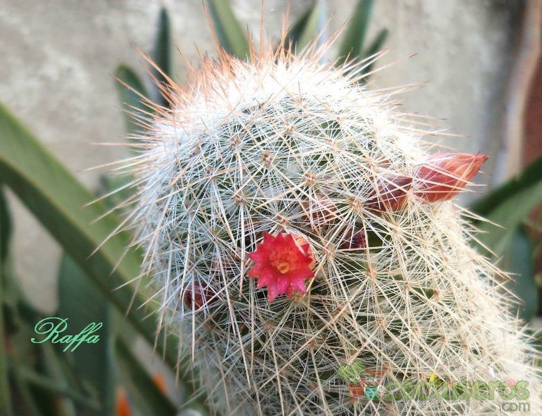 A photo of Mammillaria guerreronis