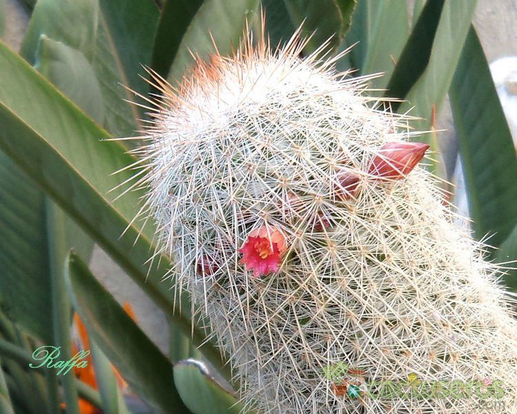 A photo of Mammillaria guerreronis