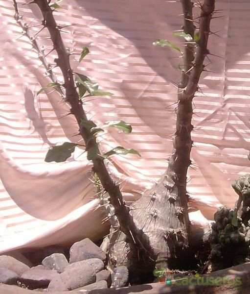 A photo of Pachypodium saundersii