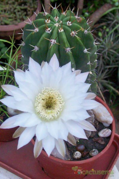 A photo of Echinopsis arebaloi