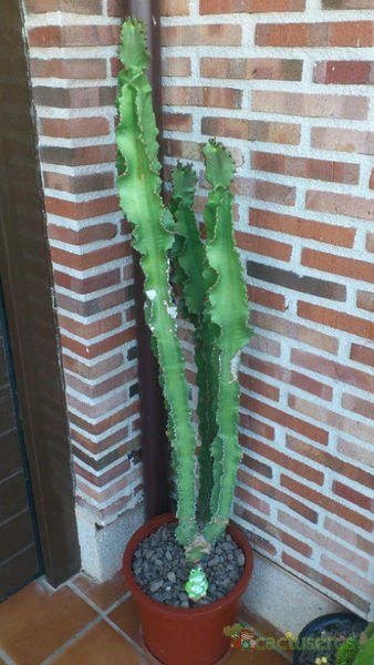 A photo of Euphorbia candelabrum