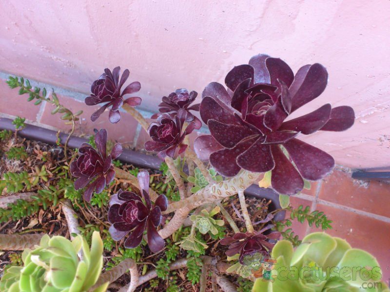 Una foto de Aeonium arboreum cv. artropurpureum