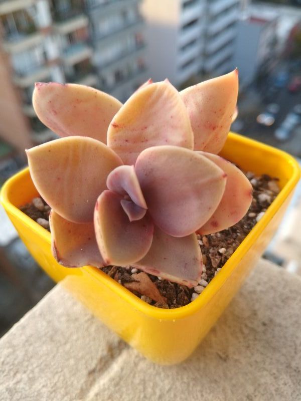 Foto de un cactus que se está identificando actualmente