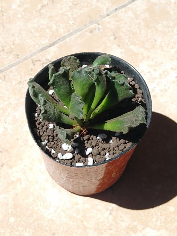 A photo of Adromischus cristatus