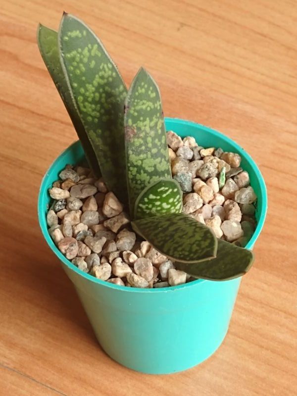 A photo of Gasteria carinata var. carinata