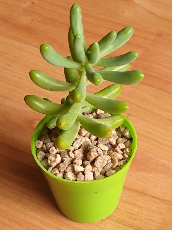 A photo of Sedum pachyphylum